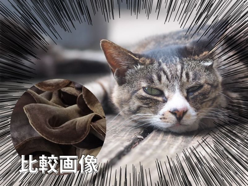 猫耳