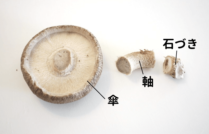 生シイタケの傘と軸と石づきの図説