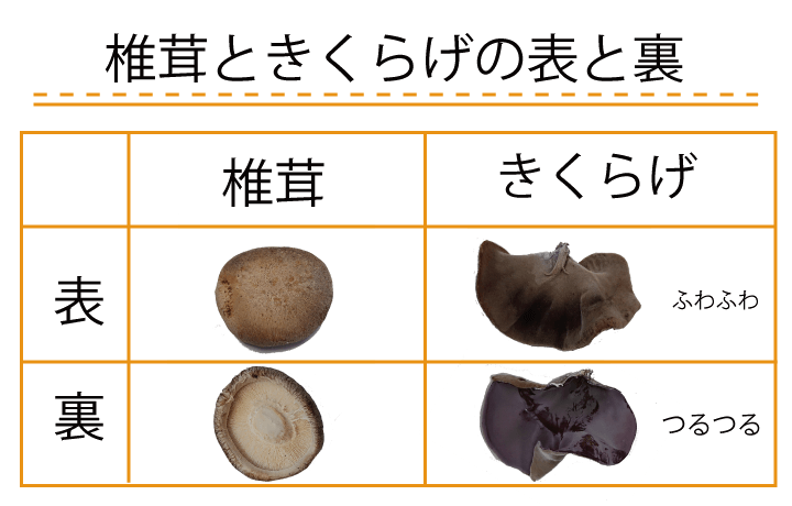 椎茸ときくらげの表裏