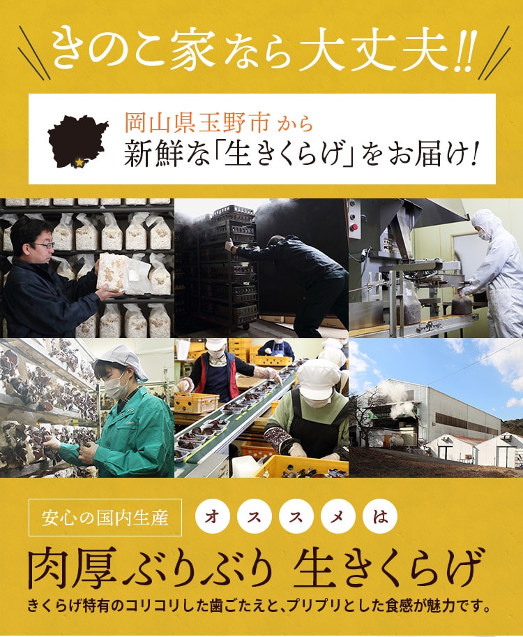 岡山県玉野市から新鮮生きくらげを産地直送